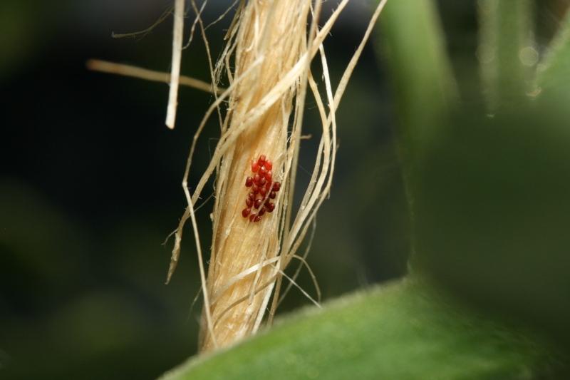 Rhopalidae: Lyorhyssus hyalinus del Cuneese